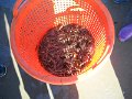 DSCN0667