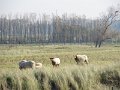 IMG_0862