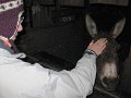 IMG_1778